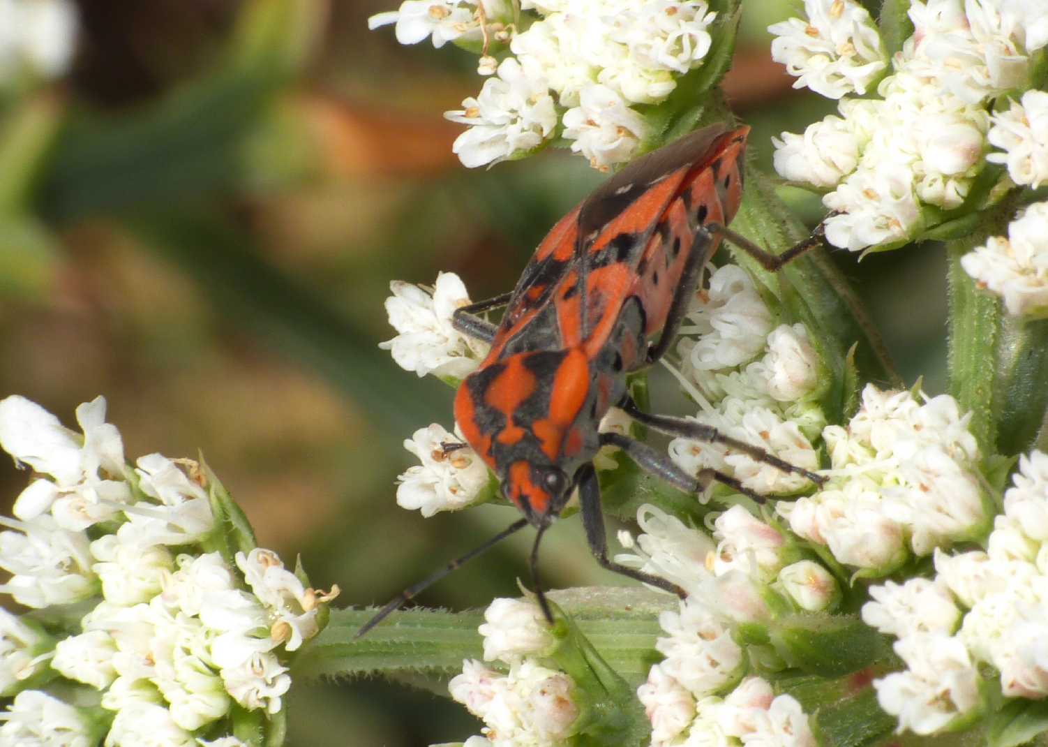 Lygaeidae: Spilostethus pandurus - Is. dei Gabbiani (Palau)